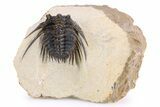 Spiny Leonaspis Trilobite - Foum Zguid, Morocco #260375-2
